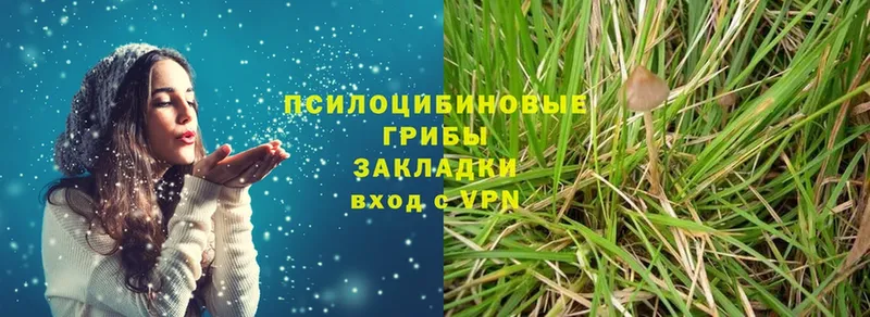 Галлюциногенные грибы Psilocybine cubensis  продажа наркотиков  Чусовой 